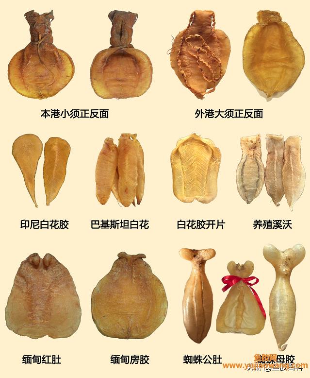 哪個(gè)品種的魚膠最好